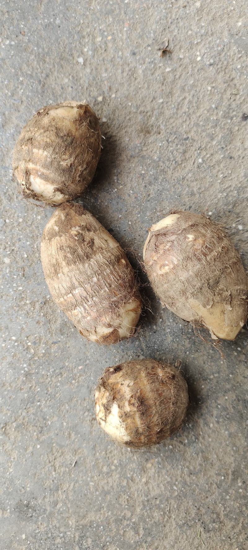 陕西毛芋头，又名字芋艿，口感滑，质量好，供商场，超市
