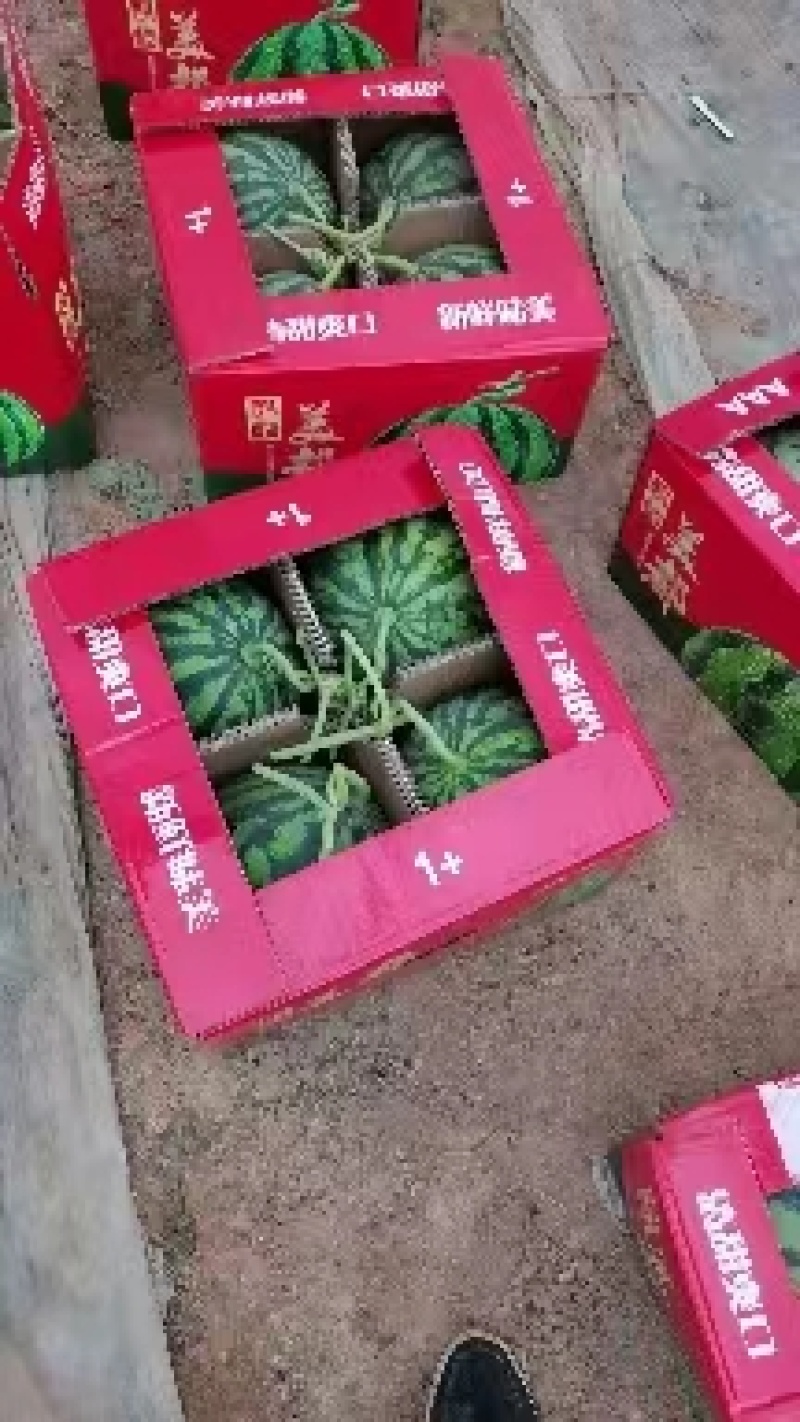 河南美都西瓜小薄皮大红壤全国代发产地直发质量三包报价真实