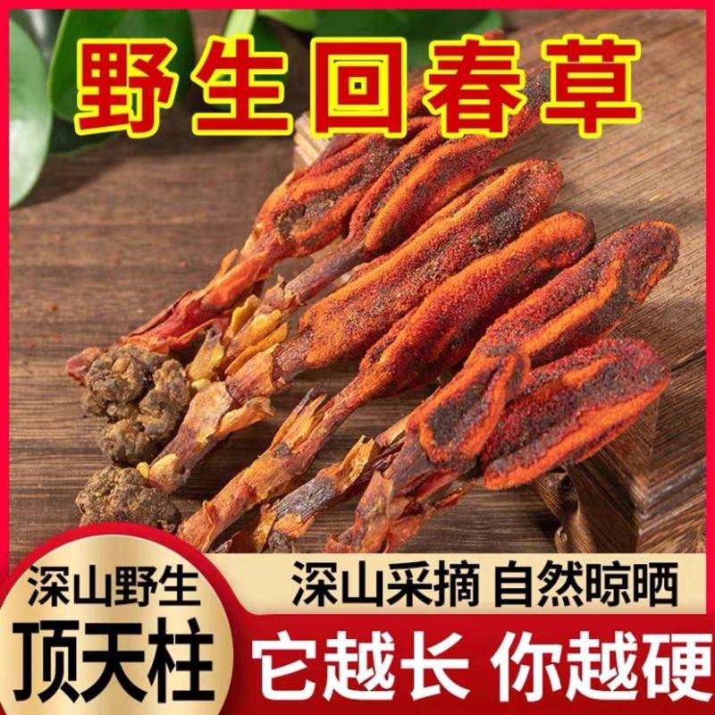 大量大深山纯野生新鲜回春草无杂质20元每斤，干160每斤