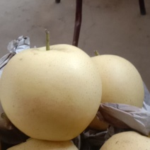 廊坊皇冠梨