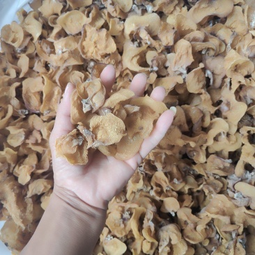 云南普洱脆木耳也叫黄木耳_自然晒干_泡发好