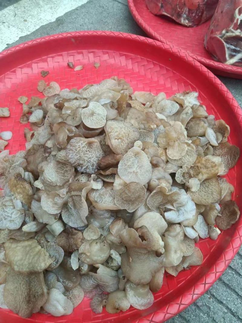 云南普洱脆木耳也叫黄木耳_自然晒干_泡发好