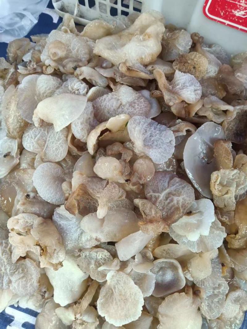云南普洱脆木耳也叫黄木耳_自然晒干_泡发好