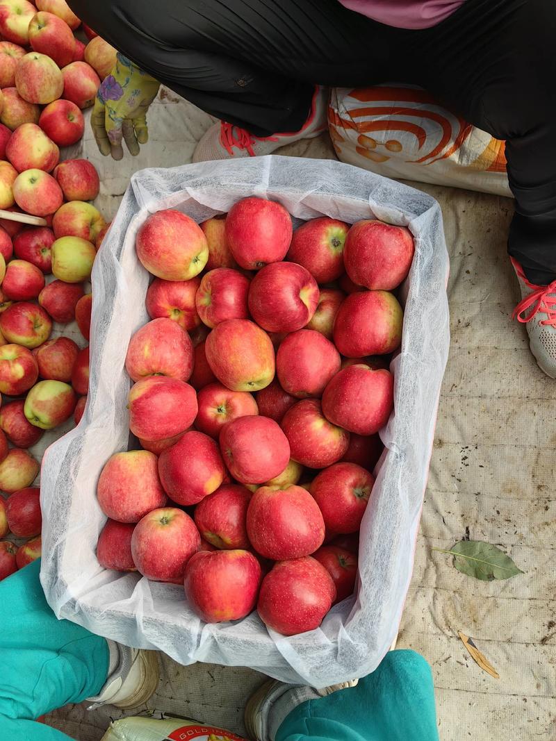 辽宁绥中鲁丽苹果大量上市了看看个头皮毛颜色好不好大量有货