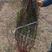 黄刺玫，高度80一150公分，多分枝大田丛生黄刺玫
