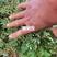 黄刺玫，高度80一150公分，多分枝大田丛生黄刺玫