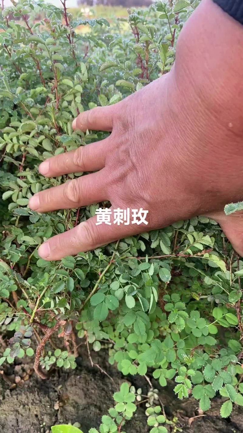 黄刺玫，高度80一150公分，多分枝大田丛生黄刺玫