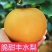 【精选】山东精品脆甜丰水梨现摘现发甜度高水分足推荐