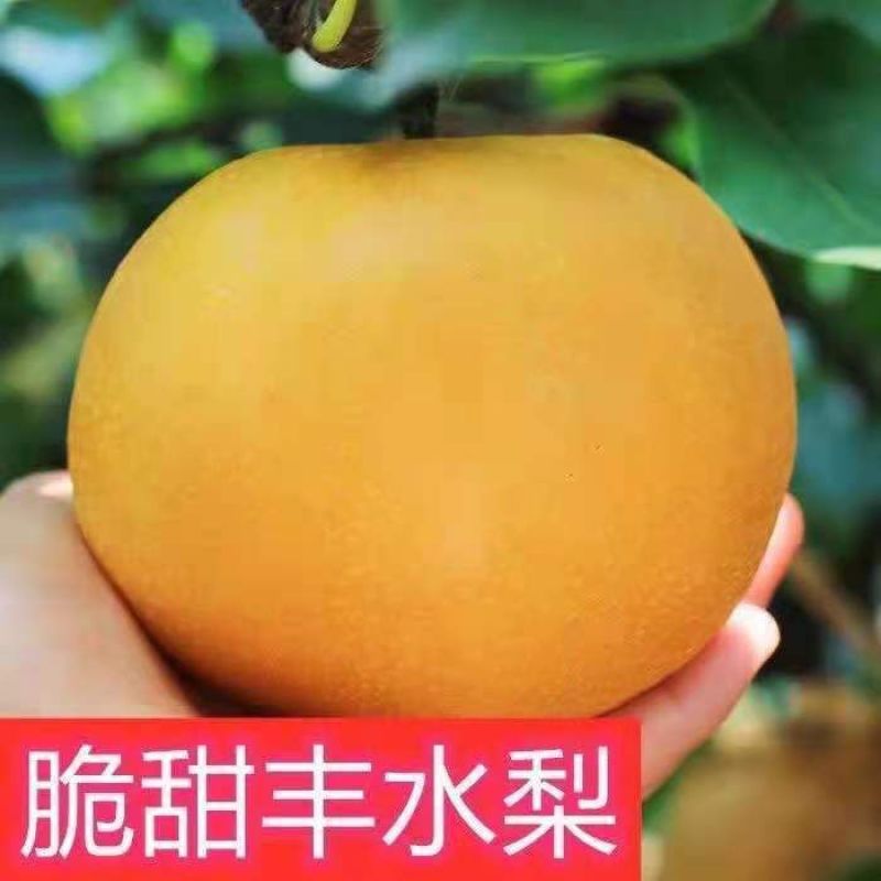 【精选】山东精品脆甜丰水梨现摘现发甜度高水分足推荐