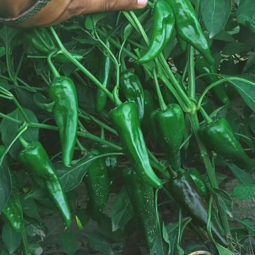 精品北京红辣椒产地直发品质保证一手货源量大从优