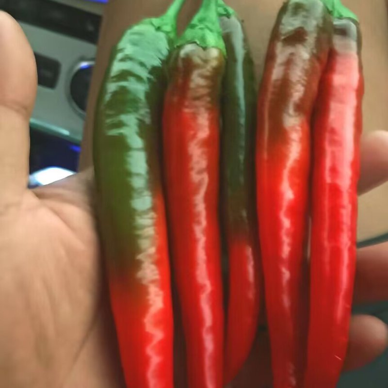 精品津红线椒大量上市品质保证一手货源量大从优