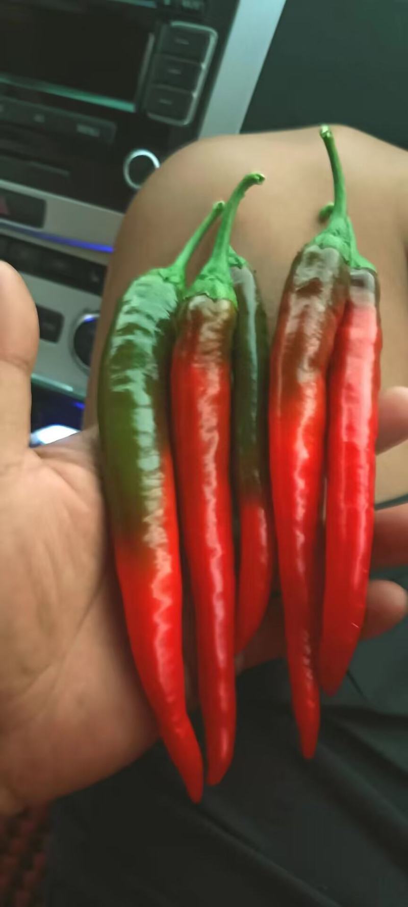 精品津红线椒大量上市品质保证一手货源量大从优