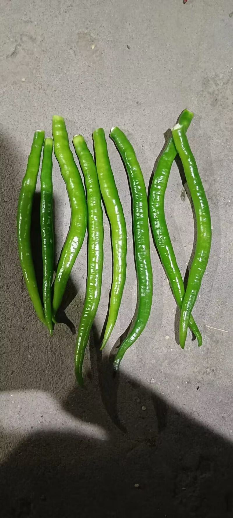 精品津红线椒大量上市品质保证一手货源量大从优