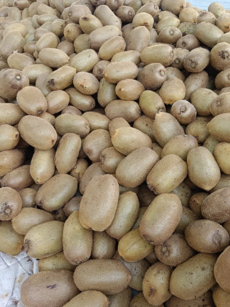 湖南湘西永顺县米良一号猕猴桃，产地直销欢迎老板订购