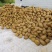 湖南湘西永顺县米良一号猕猴桃，产地直销欢迎老板订购
