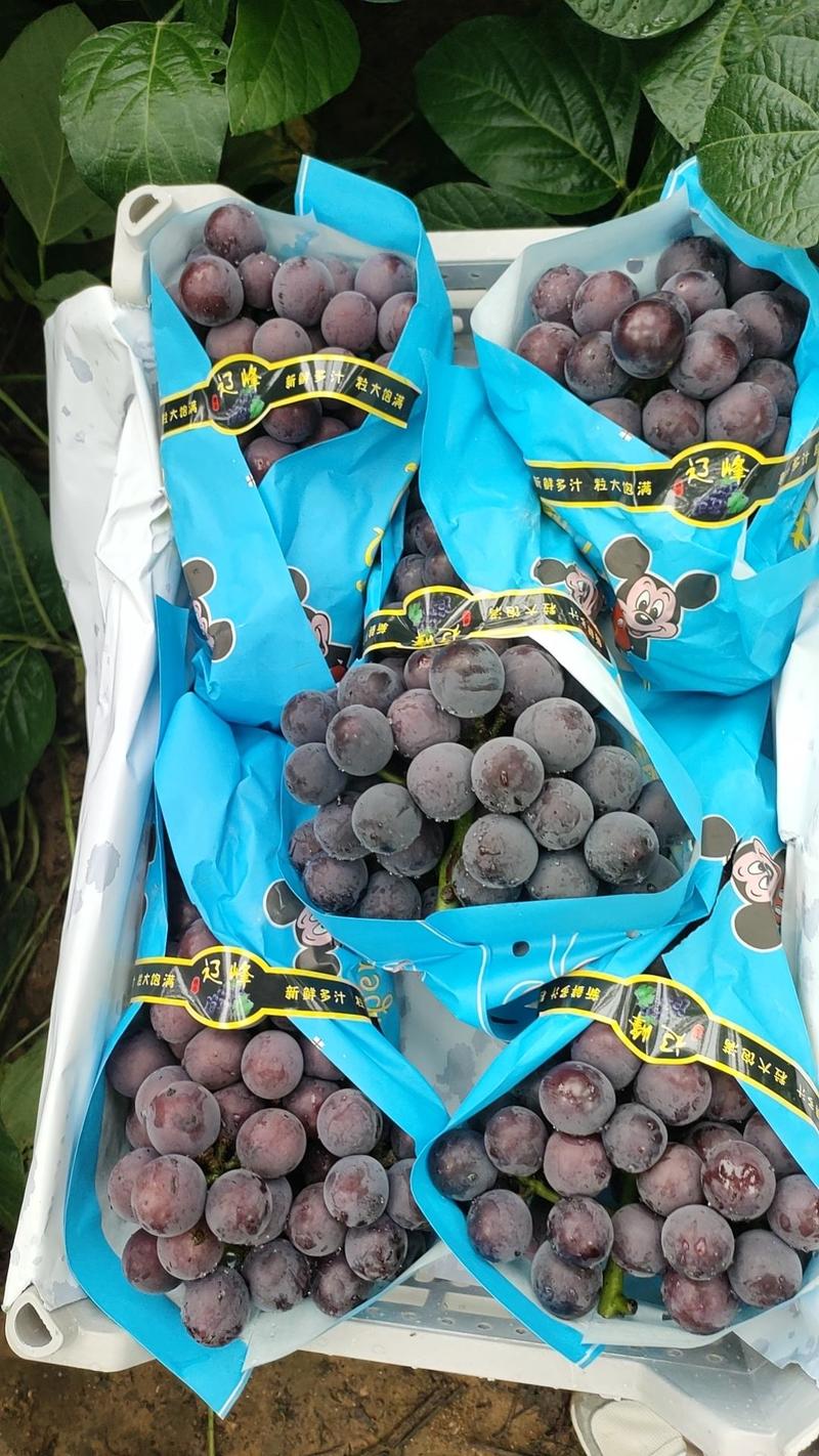 辽宁精品巨峰葡萄大量上市，颗粒大，口感甜，可供全国