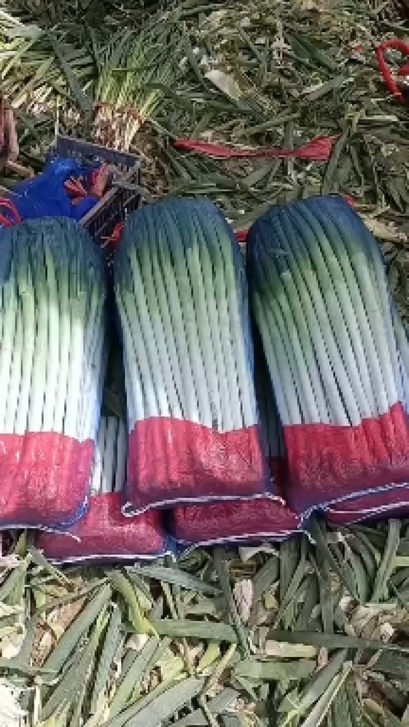 高原精品铁杆钢葱大量有货，量大从优，品质好，葱干长，叶面