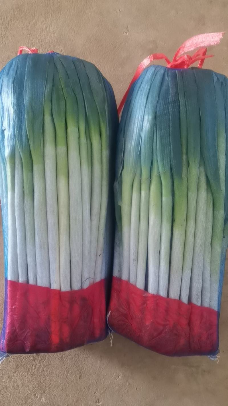 高原精品铁杆钢葱大量有货，量大从优，品质好，葱干长，叶面