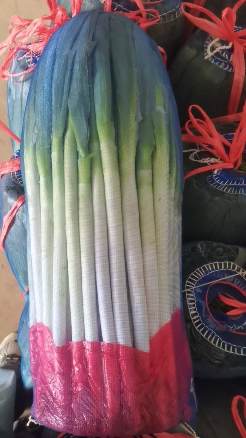 高原精品铁杆钢葱大量有货，量大从优，品质好，葱干长，叶面