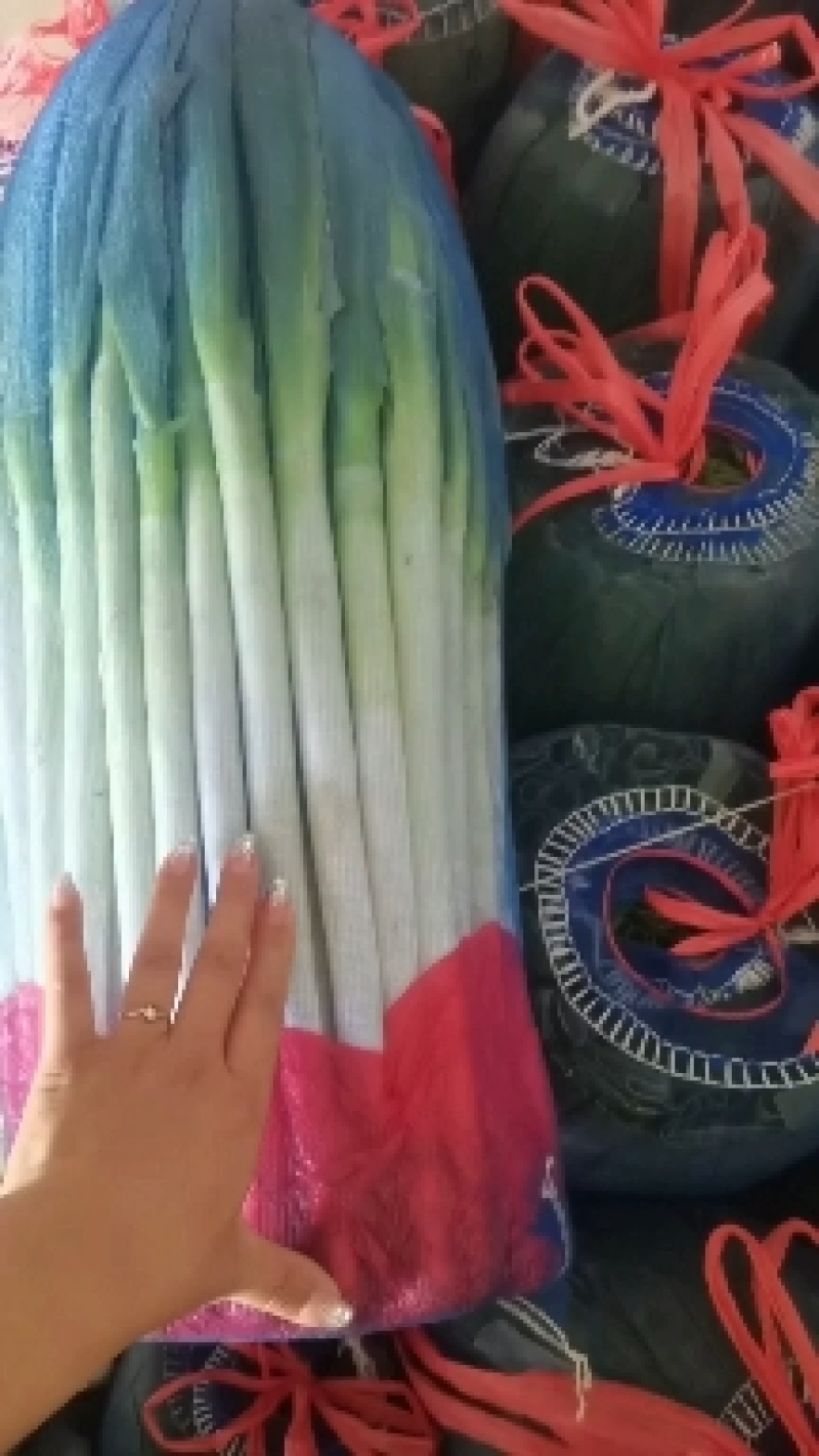 高原精品铁杆钢葱大量有货，量大从优，品质好，葱干长，叶面