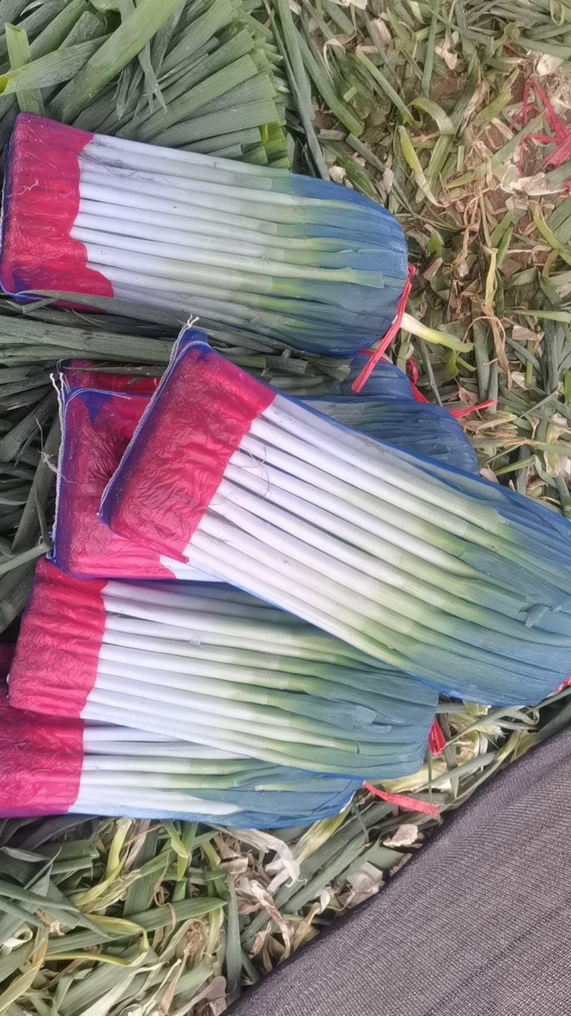 高原精品铁杆钢葱大量有货，量大从优，品质好，葱干长，叶面