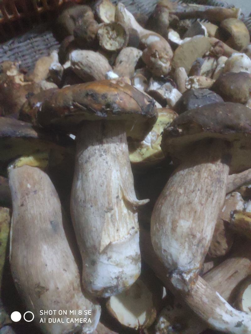 牛肝菌烤片