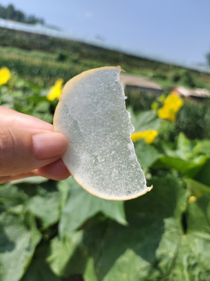 冷库库存秋月梨全国发货！对接各大市场，商超，欢迎洽谈