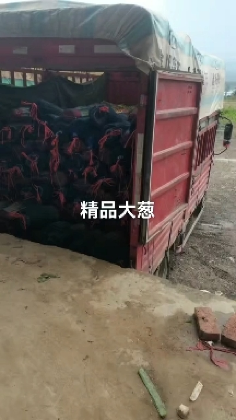 高原精品铁杆钢葱大量有货，量大从优，品质好，葱干长，叶面