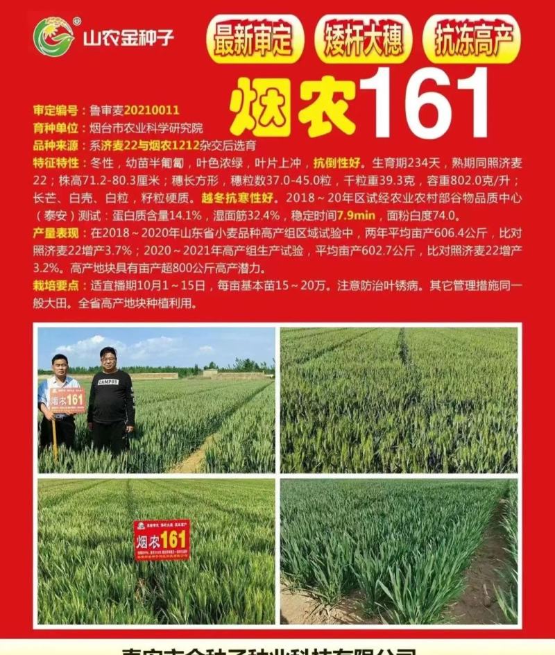 烟农161，是烟农1212和济麦22杂交品种，两大品种强