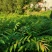 香椿苗，基地一手货源，质量好价格优，陕西发货，电联优惠