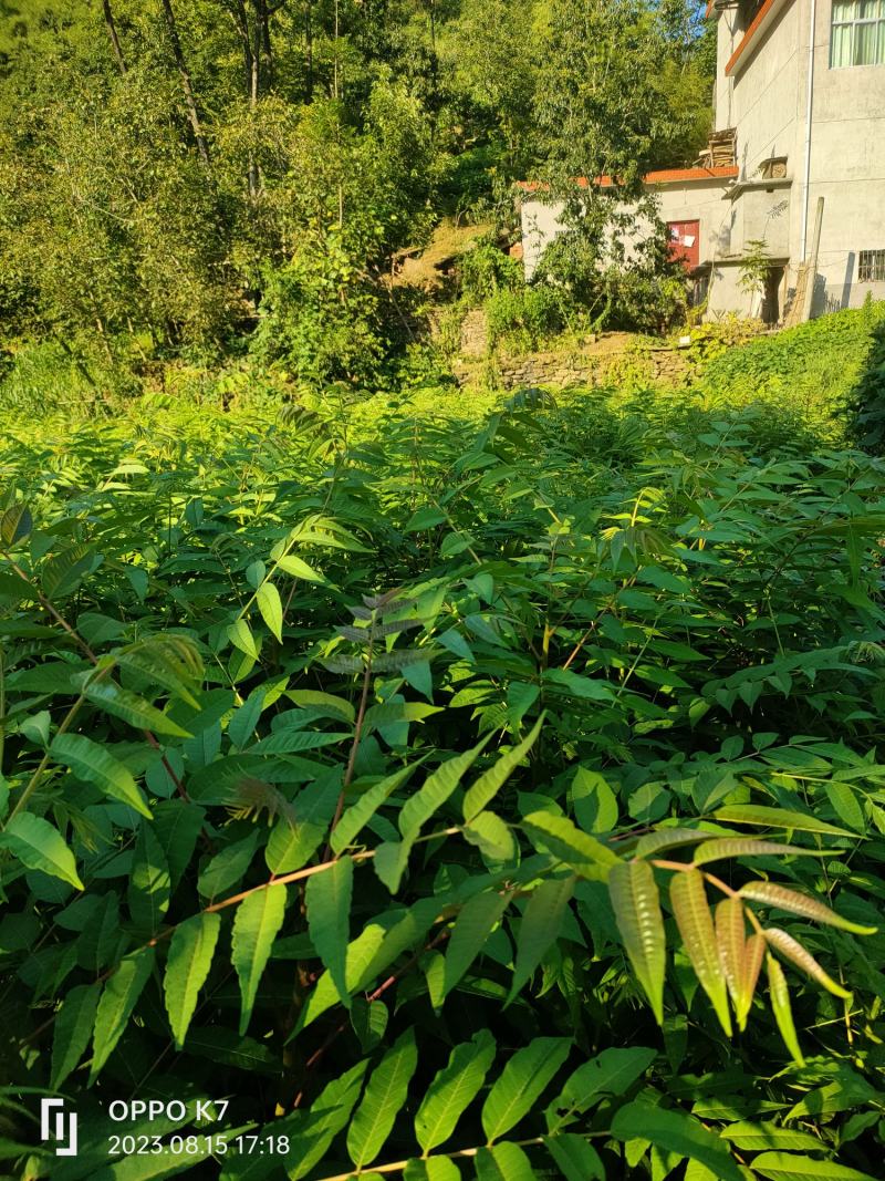 香椿苗，基地一手货源，质量好价格优，陕西发货，电联优惠