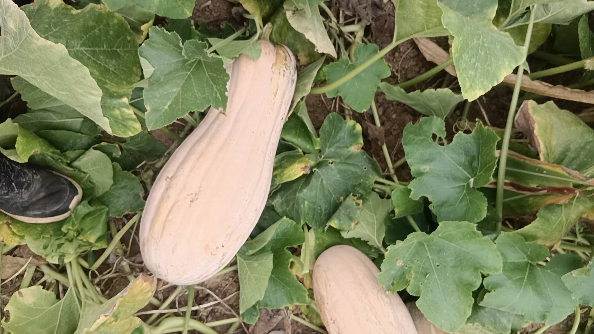 南瓜根植物结构图