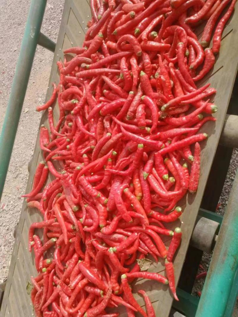 [基地直供]精品津红二号红辣椒货源充足全国发货量大价优