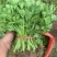 安徽砀山基地精品芹菜苗法国皇后美国西芹香芹