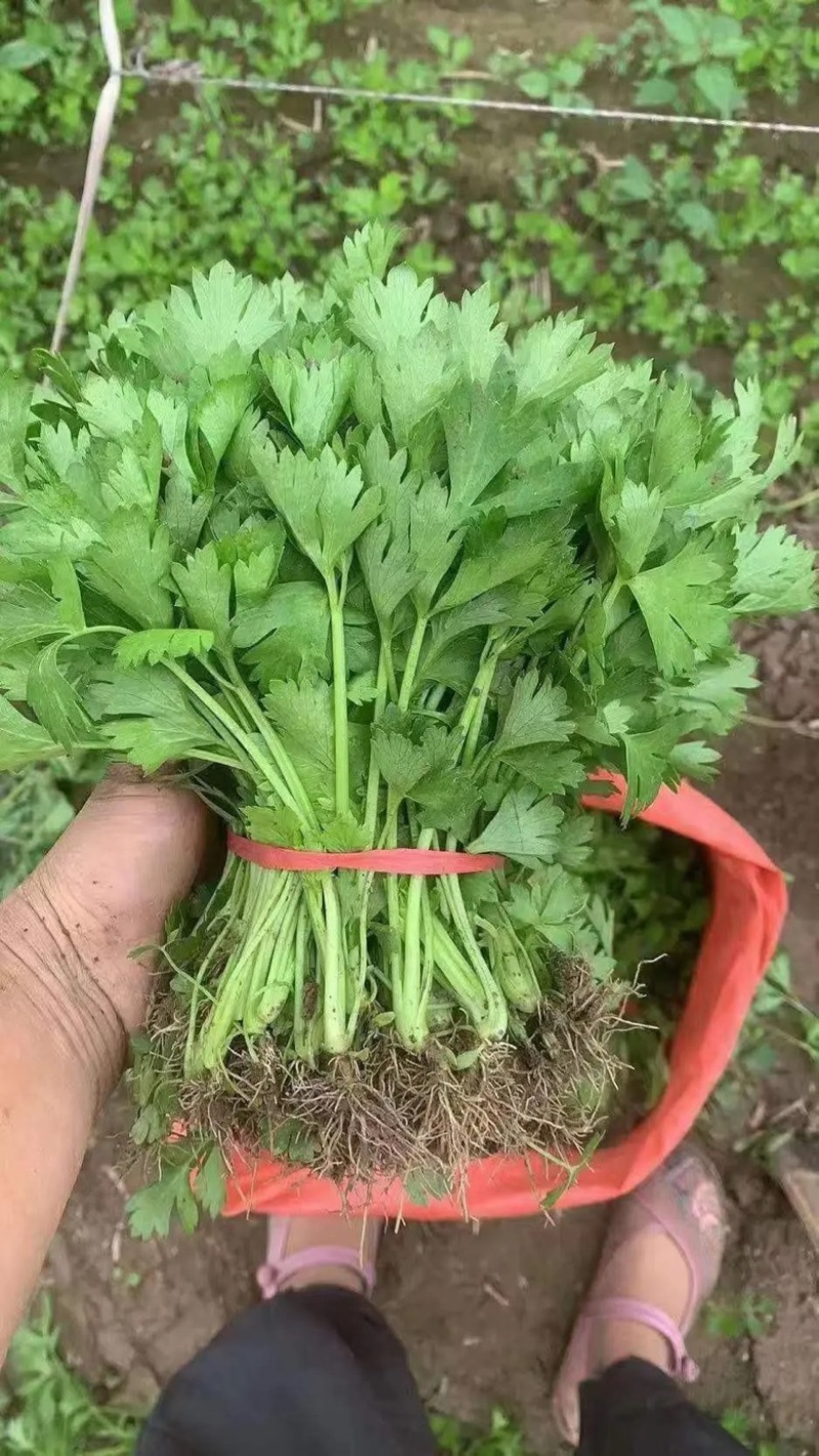 安徽砀山基地精品芹菜苗法国皇后美国西芹香芹