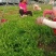 安徽砀山基地精品芹菜苗法国皇后美国西芹香芹