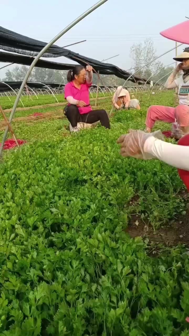 安徽砀山基地精品芹菜苗法国皇后美国西芹香芹