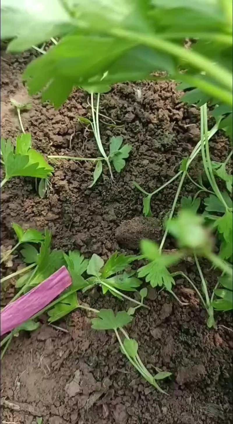 安徽砀山基地精品芹菜苗法国皇后美国西芹香芹