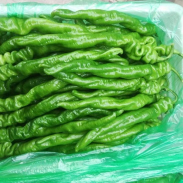 《热卖中》大荔陇椒辣椒产地直供价格美丽品质严控全国发货