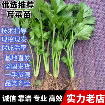 芹菜苗，法国皇后西芹优质芹菜苗，货源充足保质保量。
