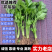 芹菜苗，法国皇后西芹优质芹菜苗，货源充足保质保量。