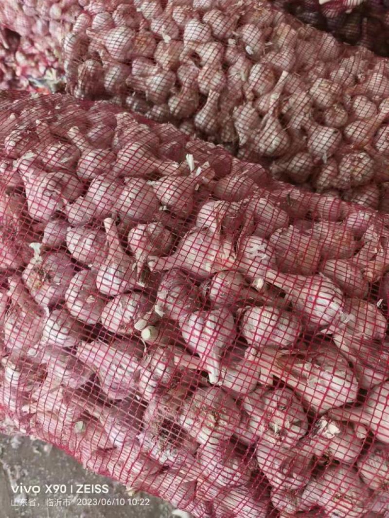 新鲜大蒜紫皮大蒜个头均匀一手货源品质保证货源充足