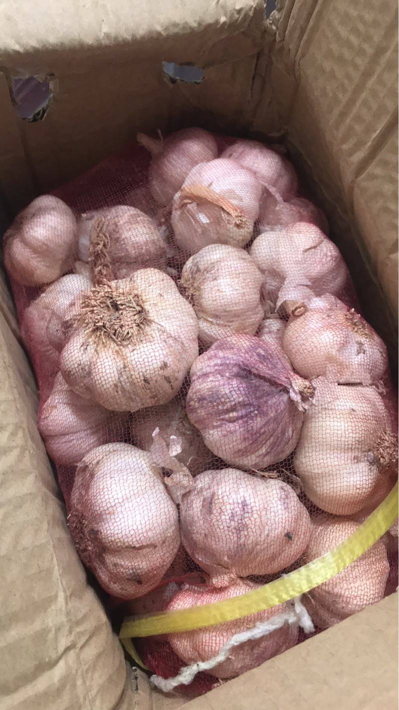 新鲜大蒜紫皮大蒜个头均匀一手货源品质保证货源充足
