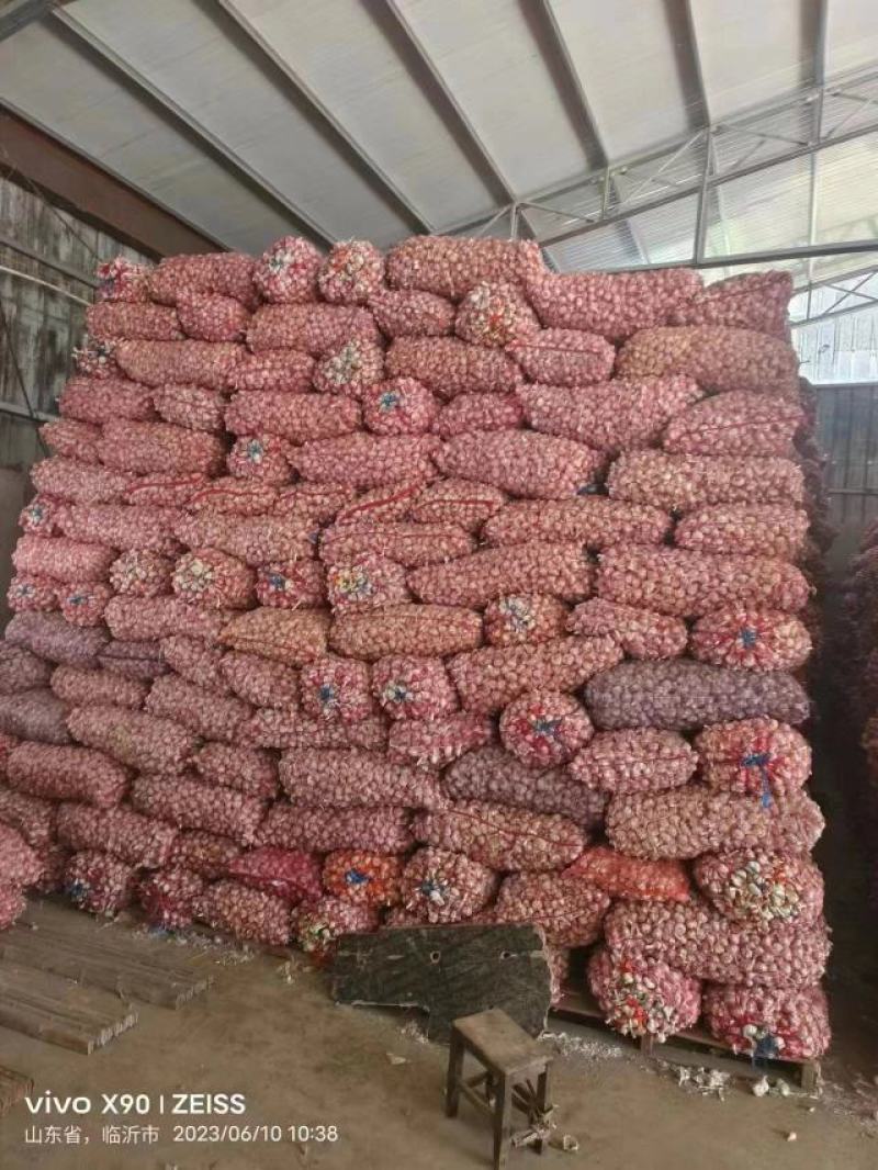 新鲜大蒜紫皮大蒜个头均匀一手货源品质保证货源充足