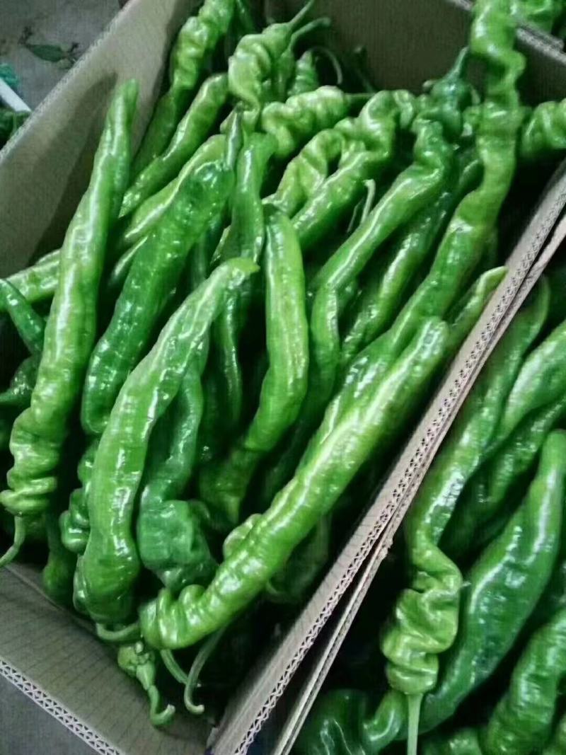 《热卖中》大荔陇椒辣椒产地直供价格美丽品质严控全国发货