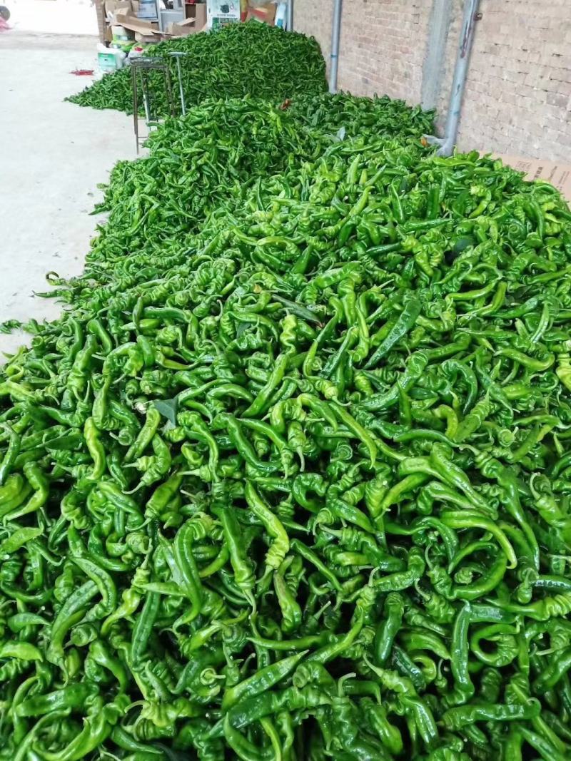 《热卖中》大荔陇椒辣椒产地直供价格美丽品质严控全国发货