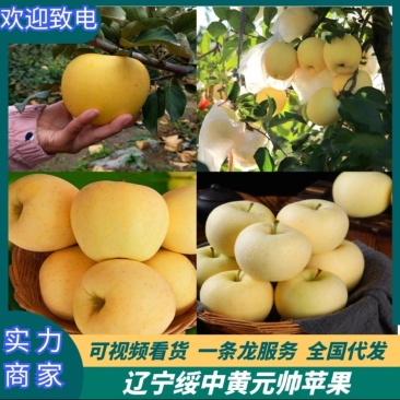 精品苹果金帅苹果黄金帅苹果一手货源全国代发