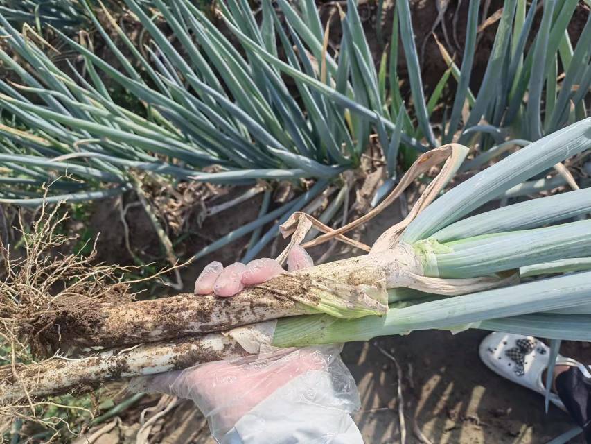 沈阳新民大民屯镇大葱采收现场