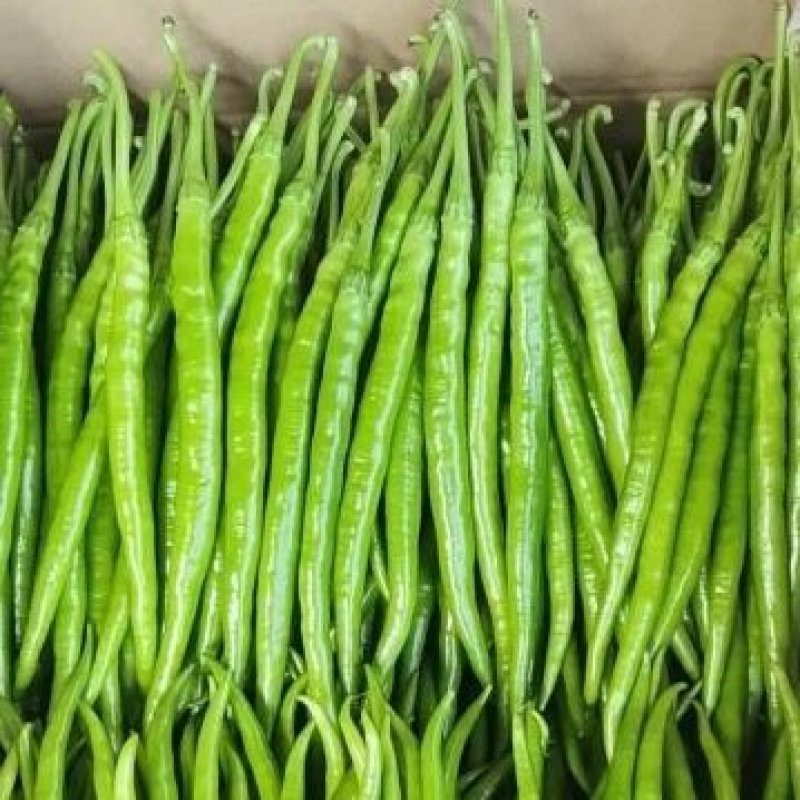 《热卖中》大荔线椒二荆条辣椒品质严控欢迎视频看货
