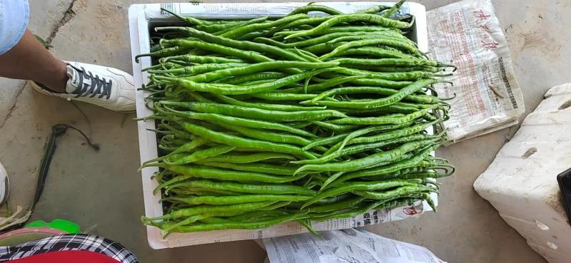 【推荐】大荔二荆条辣椒，线椒，全国供应，可视频看货